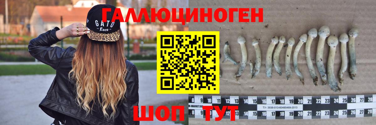 Хасавюрт  Псилоцибиновые грибы ЛСД  Вход с VPN 